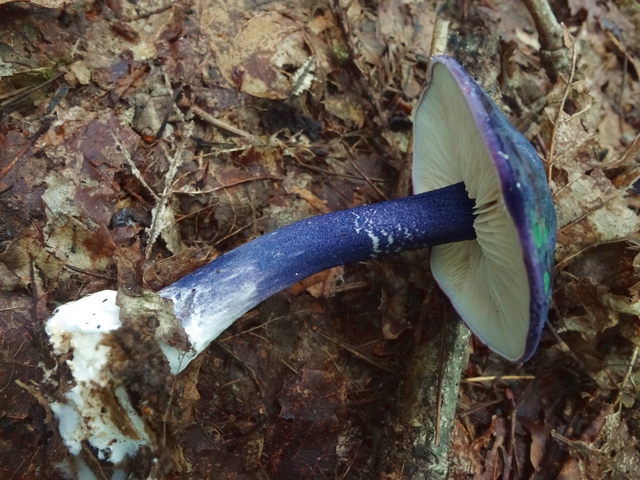 コンイロイッポンシメジ | きのこ図鑑